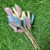 Bunny Tails (Dried Lagurus) – Pack of 24 | Lavender, Chiffon Yellow, Azure Blue