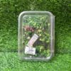 Natural Dried Flower Box - "Green Gypsy" Theme (Box of 1)
