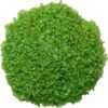 Green Dyed Stones 500gm