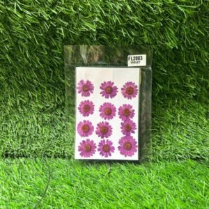 Pressed Flower Pack - Violet Daisy (12 Pcs) | Natural Dried Flowers for Resin Art, Crafts & Scrapbooking