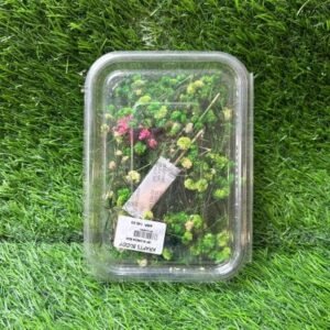 Natural Dried Flower Box - "Green Gypsy" Theme (Box of 1)