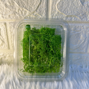 Artificial Grass/Moss - 23gm Pack (Light Green / Dark Green) | Realistic Miniature Landscaping for Dioramas, Fairy Gardens & Crafts