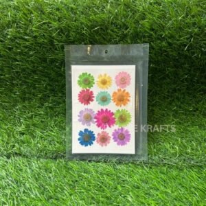 Pressed Multicolour Daisy Flowers - Pack of 12 | Natural Dried Daisies for Vibrant Resin Art, Jewellery & Diverse Crafts