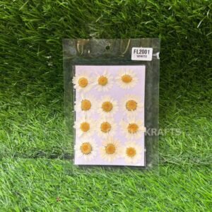 Pressed White Daisy Flowers - Pack of 12 | Natural Dried Daisies for Resin Art, Jewellery & Crafts