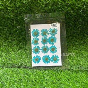 Pressed Firozi Daisy Flowers - Pack of 12 | Natural Dried Daisies for Resin Art, Jewellery & Unique Crafts
