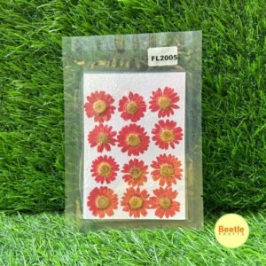 Pressed Flower Pack - Red Daisy (12 Pcs) | Natural Dried Flowers for Resin Art, Crafts & Scrapbooking