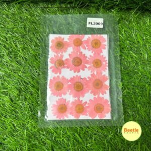 Pressed Flower Pack - Baby Pink Daisy (12 Pcs) | Natural Dried Flowers for Resin Art, Crafts & Scrapbooking