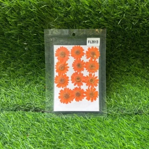 Pressed Flower Pack - Peach Daisy (12 Pcs) | Natural Dried Flowers for Resin Art, Crafts & Scrapbooking
