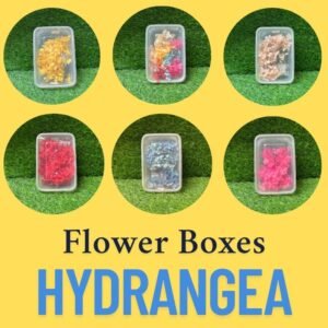 Hydrangea Flower Box - 6 Vibrant Colours (Yellow, Multicolour, Rani, Red, Peach, Firozi)